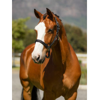 Capestro in neoprene LeMieux Essential Yard Marina Blu marino Capestro in neoprene LeMieux Essential Yard Marina Blu marino