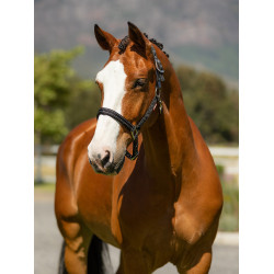 Capestro in neoprene LeMieux Essential Yard Nero