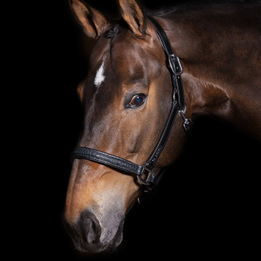 Capezzina Imperial Riding Florida Capezzina Imperial Riding Florida