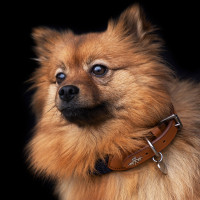 Collare per cane HV Polo Franka Rope Marina Blu marino Collare per cane HV Polo Franka Rope Marina Blu marino