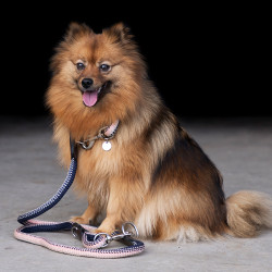Collare per cane HV Polo Franka Rope Blu marino / rosa