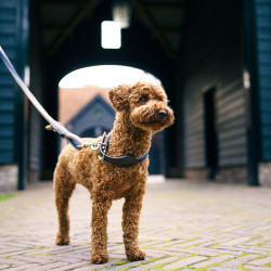 Collare per cane HV Polo Franka Rope Blu marino / rosa