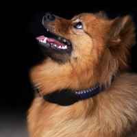 Collare per cane HV Polo Franka Rope Grigio nuvola / blu navy