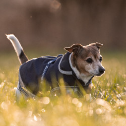 Coperta per cane Bucas Freedom 150g Coperta per cane Bucas Freedom 150g