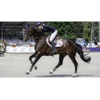 Sottosella LeMieux Prosport close contact square - cotone Bianco