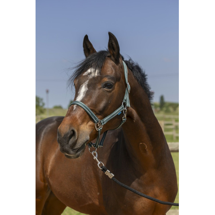 Capezzina Norton Grooming
