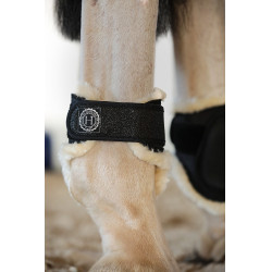 Paratendini posteriori Harcour Totseen Nero