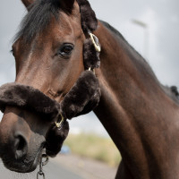 Capezzina B Vertigo Tremblant montone vero Marrone