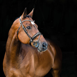 Filet anatomico Clermont Horze Filet anatomico Clermont Horze