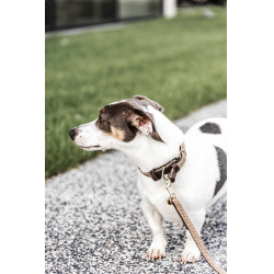 Guinzaglio per cane in nylon intrecciato 120 cm Kentucky Guinzaglio per cane in nylon intrecciato 120 cm Kentucky