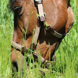 Capezza in nylon intrecciato Kentucky Capezza in nylon intrecciato Kentucky