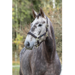 Capezzina per cavallo Royal Covalliero Marrone / azzurro chiaro