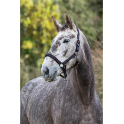 Capezzina per cavallo Royal Covalliero Nero / fucsia