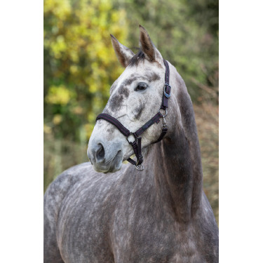 Capezzina per cavallo Royal Covalliero Nero / fucsia