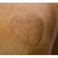 Pochoir de tonte Kerbl