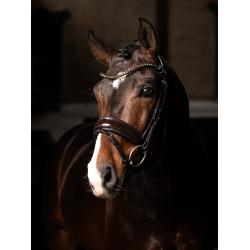Briglia LeMieux Kudos Patent dressage Marrone