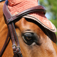 Briglia Capezzina Combinata Anatomica Dy'on Collezione New English Marrone