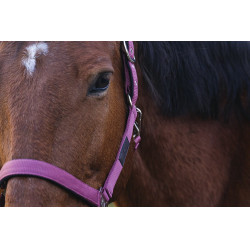 Capestro in nylon Spring Equithème Capestro in nylon Spring Equithème