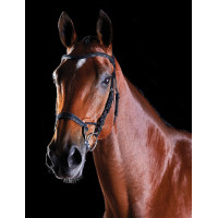 Briglia Collegiate ComFiTec Nero