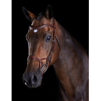 Briglia Collegiate ComFiTec Marrone