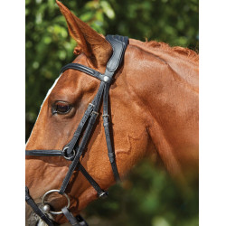 Briglia Collegiate ComFiTec Grackle