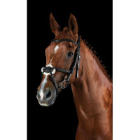 Briglia Collegiate ComFiTec Grackle Nero