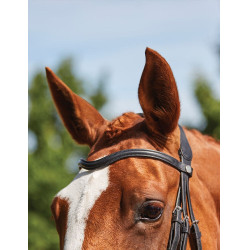 Briglia Collegiate ComFiTec Grackle Nero