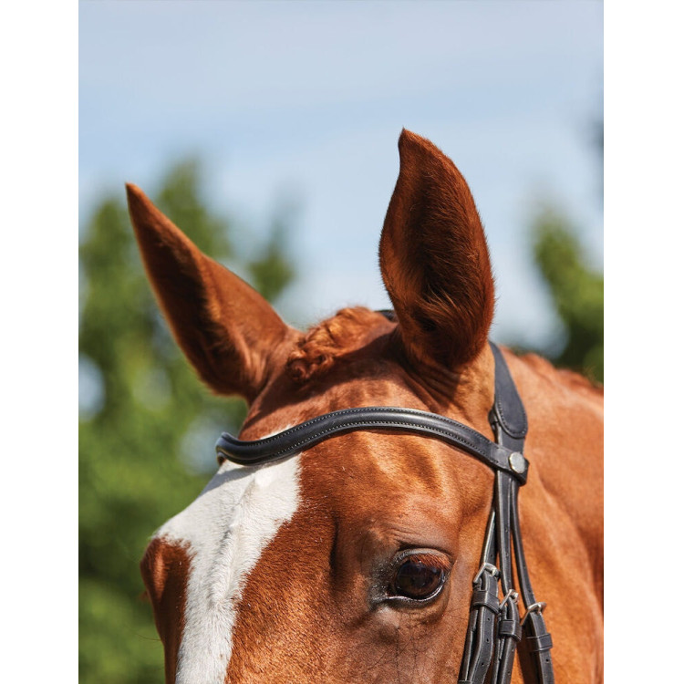 Briglia Collegiate ComFiTec Grackle Briglia Collegiate ComFiTec Grackle