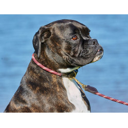 Collare per cane Weatherbeeta in cuoio e corda