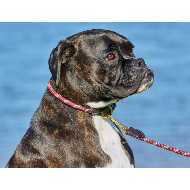 Collare per cane Weatherbeeta in cuoio e corda