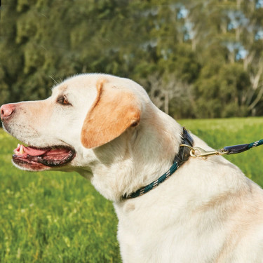 Collare per cane Weatherbeeta in cuoio e corda Verde cacciatore / marrone