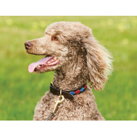 Collare per cane Weatherbeeta in cuoio Polo Marrone cowdray / nero / rosso / bianco Multicolore