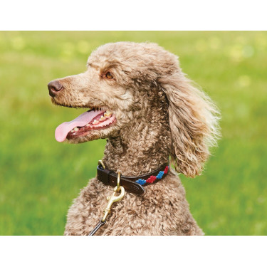 Collare per cane Weatherbeeta in cuoio Polo Marrone beaufort / rosa / blu