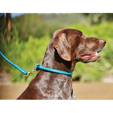Collare per cane Weatherbeeta in cuoio rotondo Blu petrolio