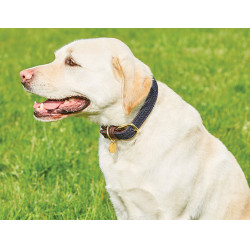 Collare per cane Weatherbeeta in cuoio intrecciato Marrone / blu navy