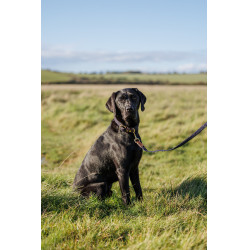 Collare per cane Weatherbeeta in cuoio intrecciato Marrone / blu navy