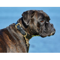 Collare per cane in cuoio Weatherbeeta Nero