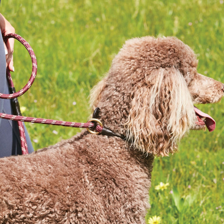 Guinzaglio per cane Weatherbeeta in cuoio e corda