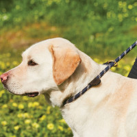 Guinzaglio per cane Weatherbeeta in cuoio e corda Bordeaux / marrone