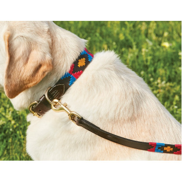 Guinzaglio per cane Weatherbeeta in cuoio Polo Marrone cowdray / rosa / blu / giallo Multicolore