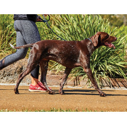 Guinzaglio per cane Weatherbeeta in cuoio rotondo Nero