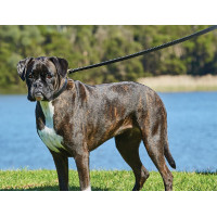 Guinzaglio per cane Weatherbeeta in cuoio Nero