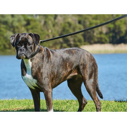 Guinzaglio per cane Weatherbeeta in cuoio