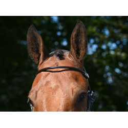 Briglia Wednesday capezzina incrociata Jump'In week Avana Marrone