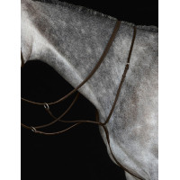Pettorale martingala IV Collegiate Marrone