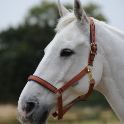 Capezza Bucas Dublin Marrone / blu navy