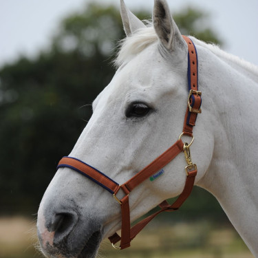 Capezza Bucas Dublin Marrone / blu navy