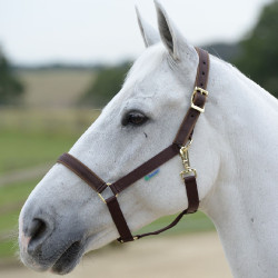 Capezza Bucas Dublin Marrone / marrone