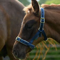 Capezza Bucas Dublin Blu navy / argento