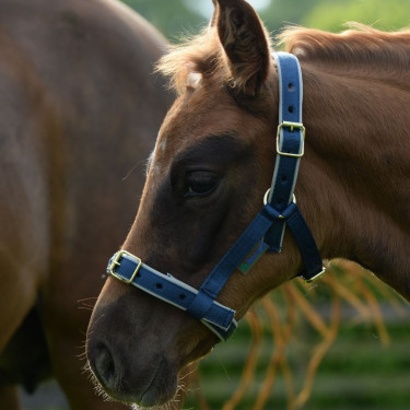 Capezza Bucas Dublin Blu navy / argento